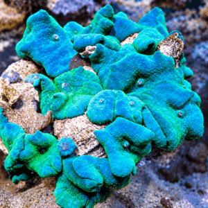 Blue Collar Blue Mushroom Colony