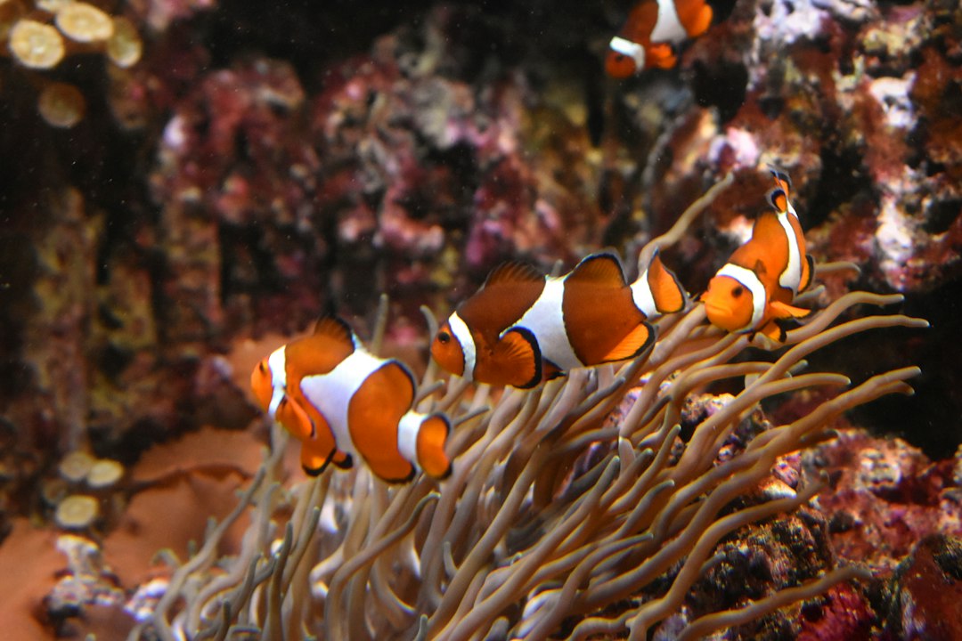 Clownfish swimming around coral in a marine aquarium