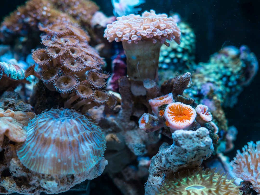 Pink, orange, and white coral in a reef setting