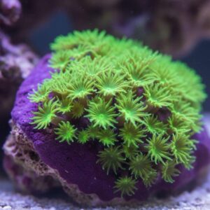 Hi-Vis Green Star Polyps