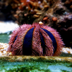 Lawn Mower Tuxedo Urchin