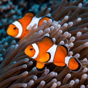 Lunch Pail Ocellaris Clownfish, Pair