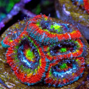 Overtime Rainbow Acan Lord