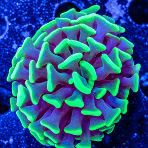 Pipe Wrench Hammer Coral