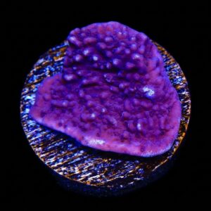 Rivet Purple Montipora Cap