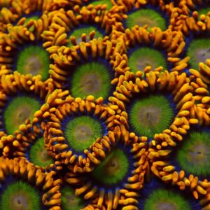 Safety Orange Zoanthids