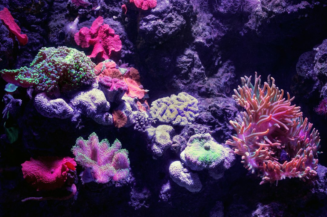 Illuminated coral aquarium with vibrant marine life