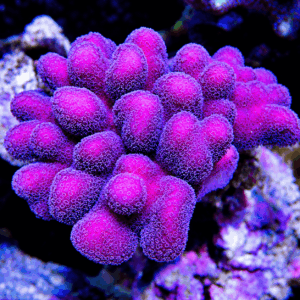 Union Pink Stylophora