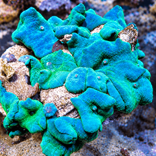 Blue Collar Blue Mushroom Colony
