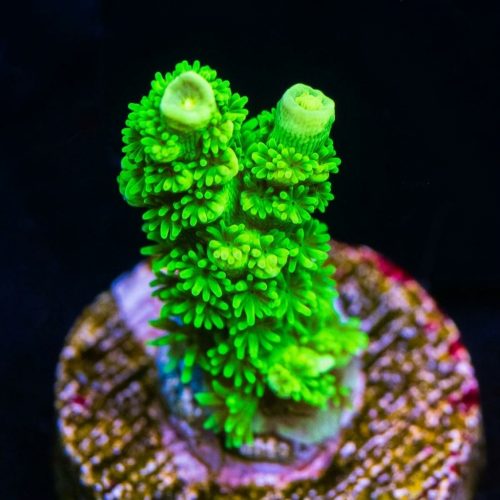 Hard Hat Green Acropora