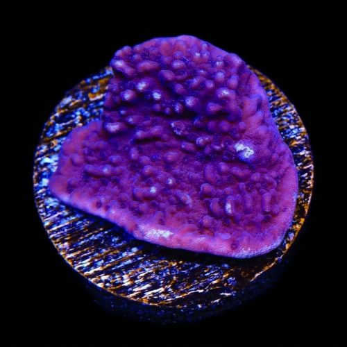 Rivet Purple Montipora Cap
