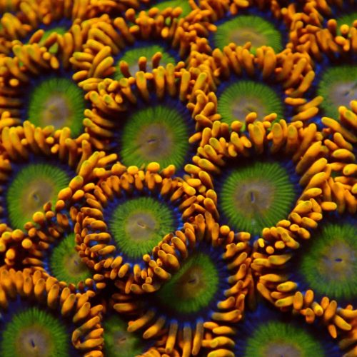 Safety Orange Zoanthids
