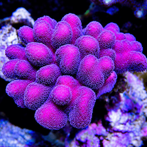 Union Pink Stylophora